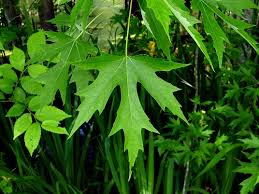 Attēlu rezultāti vaicājumam “Acer saccharinum”