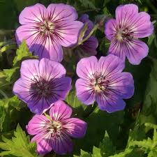 Image result for Geranium `Sandrine`