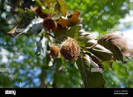 Attēlu rezultāti vaicājumam “Fagus sylvatica fo. purpurea fruit”