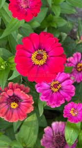 Image result for Zinnia violacea