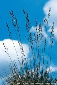 Attēlu rezultāti vaicājumam “Festuca ovina”