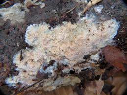 Attēlu rezultāti vaicājumam “Ceriporiopsis resinascens”