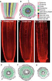Attēlu rezultāti vaicājumam “Setaria viridis leaf”