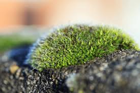 Attēlu rezultāti vaicājumam “Bryum amblyodon”