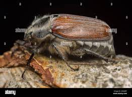 Attēlu rezultāti vaicājumam “Melolontha hippocastani”