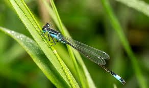 Attēlu rezultāti vaicājumam “Ischnura elegans”