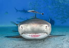 Image result for Negaprion brevirostris