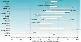 Image result for genome sizes