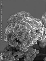 Attēlu rezultāti vaicājumam “Liceaceae”