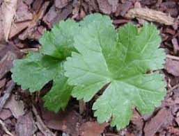 Attēlu rezultāti vaicājumam “Malva moschata alba leaf”