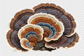 Attēlu rezultāti vaicājumam “Trametes versicolor”
