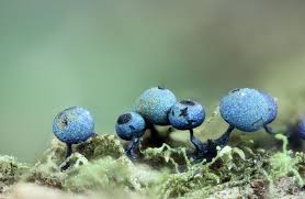 Attēlu rezultāti vaicājumam “Lamproderma violaceum spores”