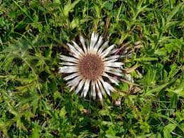 Image result for Silberdistel