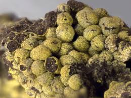 Attēlu rezultāti vaicājumam “Physarum virescens macro”