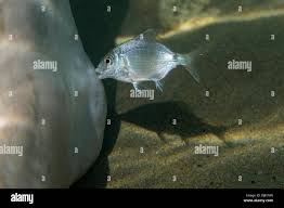 Image result for Diplodus lineatus