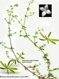 Attēlu rezultāti vaicājumam “Galium palustre fruit”