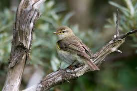 Attēlu rezultāti vaicājumam “Phylloscopus trochilus”