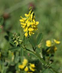 Attēlu rezultāti vaicājumam “Melilotus”