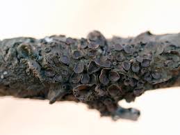 Attēlu rezultāti vaicājumam “Melanohalea olivacea”