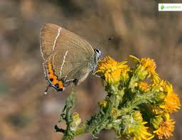 Attēlu rezultāti vaicājumam “Satyrium w-album underside”