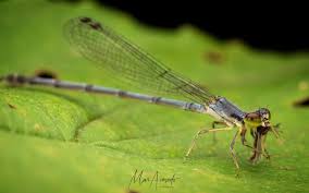 Attēlu rezultāti vaicājumam “Coenagrionidae”