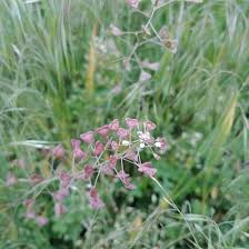 Attēlu rezultāti vaicājumam “Capsella bursa-pastoris flower”