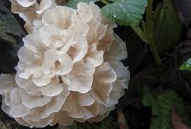 Attēlu rezultāti vaicājumam “Tremella ramalinae”