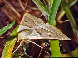 Attēlu rezultāti vaicājumam “Crocallis elinguaria larva”