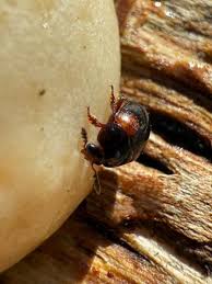 Attēlu rezultāti vaicājumam “Anisotoma humeralis”