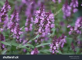 Attēlu rezultāti vaicājumam “Stachys palustris flower”