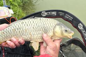 Image result for DRAYTON ANGLING CLUB