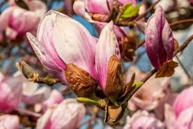 Attēlu rezultāti vaicājumam “Magnolia”