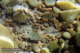 Image result for Diplodus cadenati