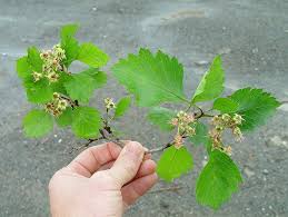 Attēlu rezultāti vaicājumam “Crataegus chrysocarpa”