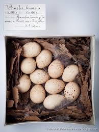Attēlu rezultāti vaicājumam “Tetrastes bonasia eggs”