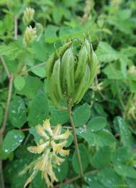 Attēlu rezultāti vaicājumam “Astragalus glycyphyllos fruit”