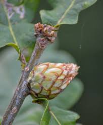Attēlu rezultāti vaicājumam “Andricus foecundatrix”
