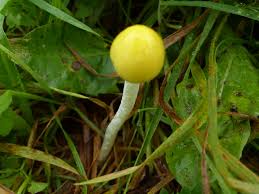 Attēlu rezultāti vaicājumam “Bolbitius vitellinus”