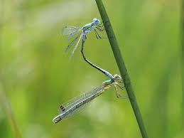 Attēlu rezultāti vaicājumam “Lestes dryas male”
