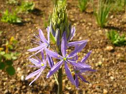 Image result for Scabiosa canescens