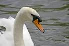 One of the pair of resident swans on Boxer's Lake, Enfield. - via Daymix