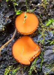 Attēlu rezultāti vaicājumam “Scutellinia scutellata”