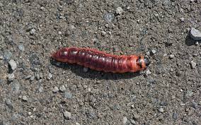 Attēlu rezultāti vaicājumam “Cossus cossus larva”