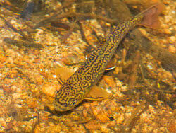 Image result for Salvelinus faroensis