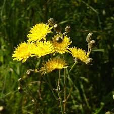 Attēlu rezultāti vaicājumam “Crepis biennis leaf”