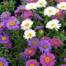 Image result for Aster alpinus