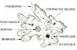 Amoeba - Wikipedia, the free encyclopedia