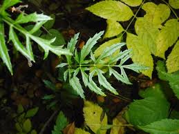Attēlu rezultāti vaicājumam “Pimpinella major leaf”