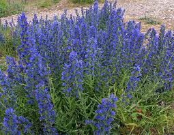 Attēlu rezultāti vaicājumam “Echium vulgare”