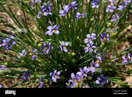 Attēlu rezultāti vaicājumam “Sisyrinchium montanum”